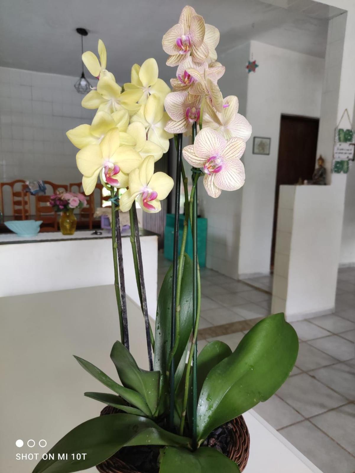 Renovo Beija-Flor Hostel E Espaco Terapeutico Bertioga Bagian luar foto